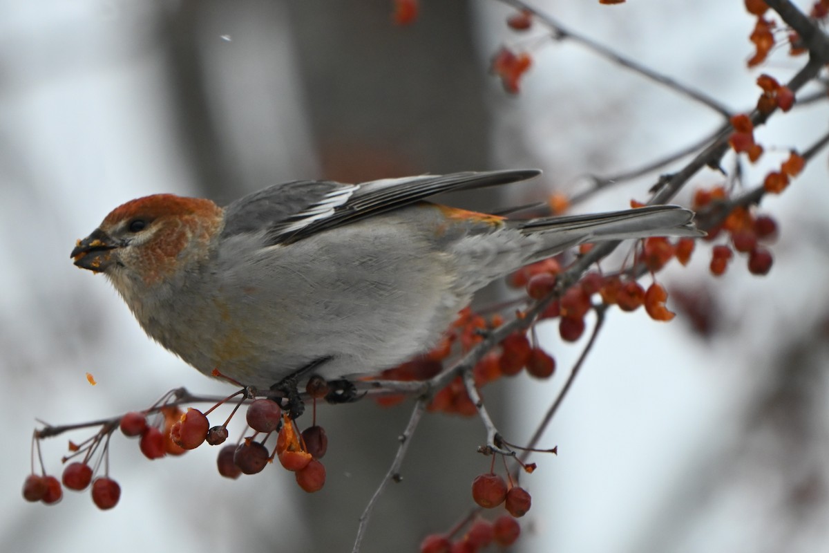 hýl křivčí - ML646491250