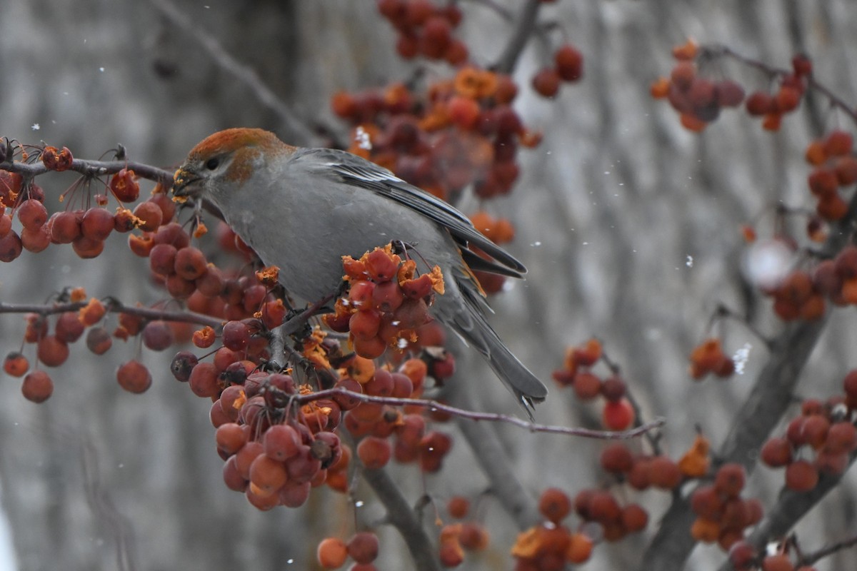 hýl křivčí - ML646491251