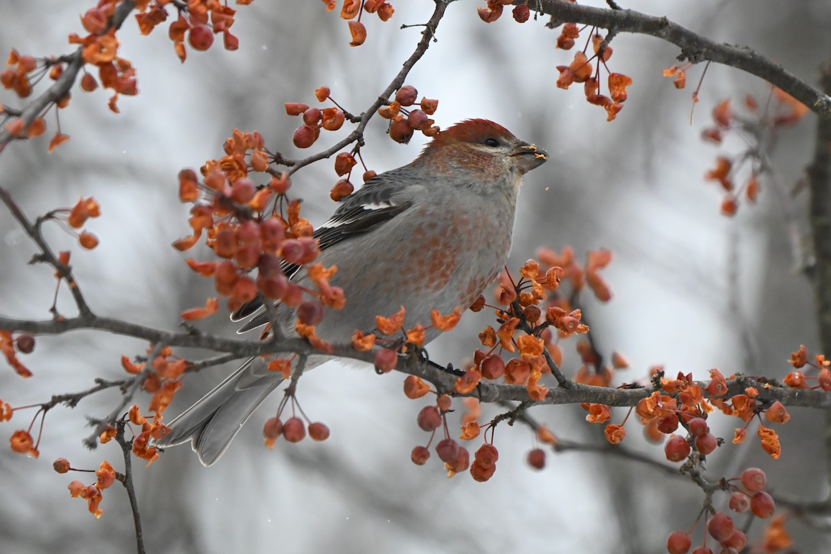 hýl křivčí - ML646491252