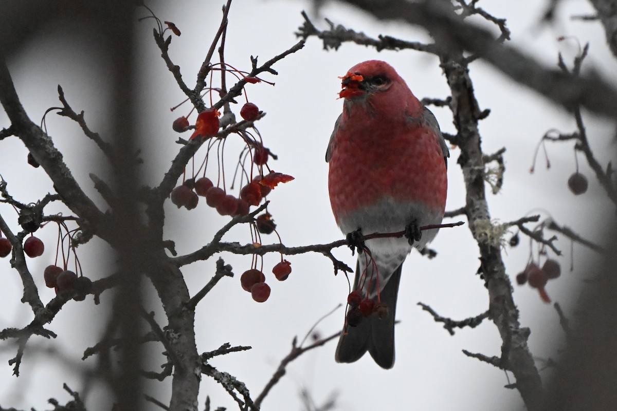 hýl křivčí - ML646491253