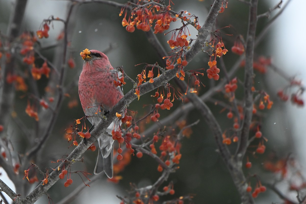 hýl křivčí - ML646491254