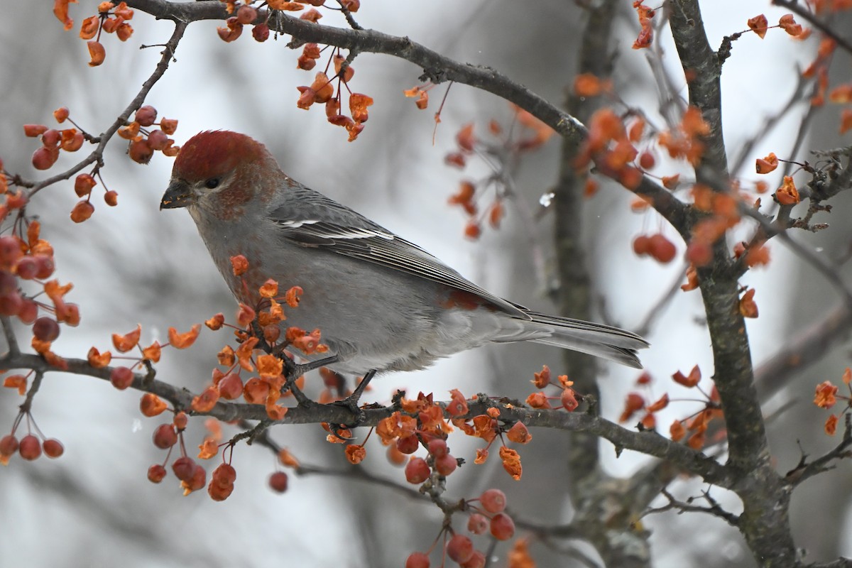 hýl křivčí - ML646491256