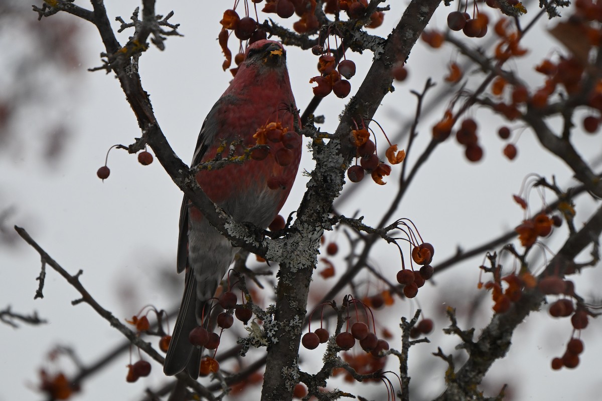 hýl křivčí - ML646491257