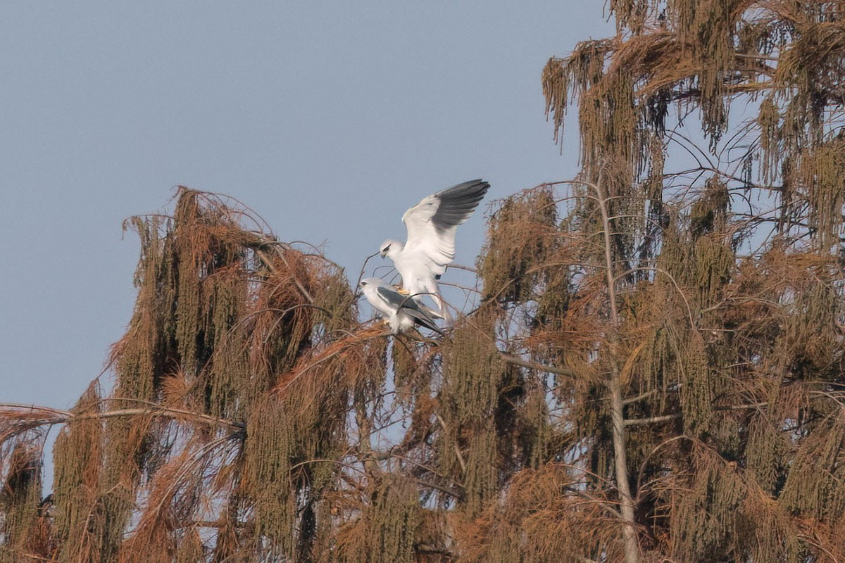 Black-winged Kite - ML646491258