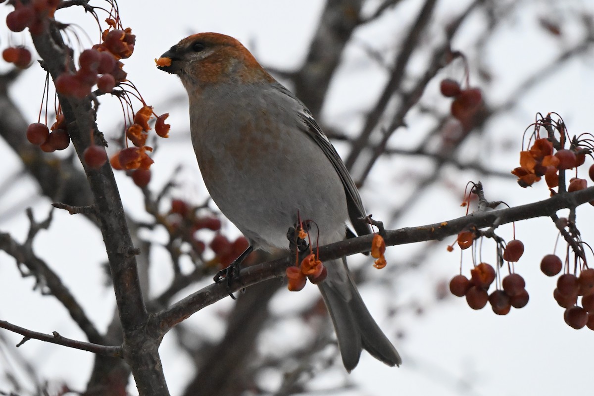 hýl křivčí - ML646491259