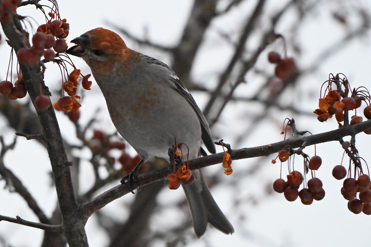 hýl křivčí - ML646491260
