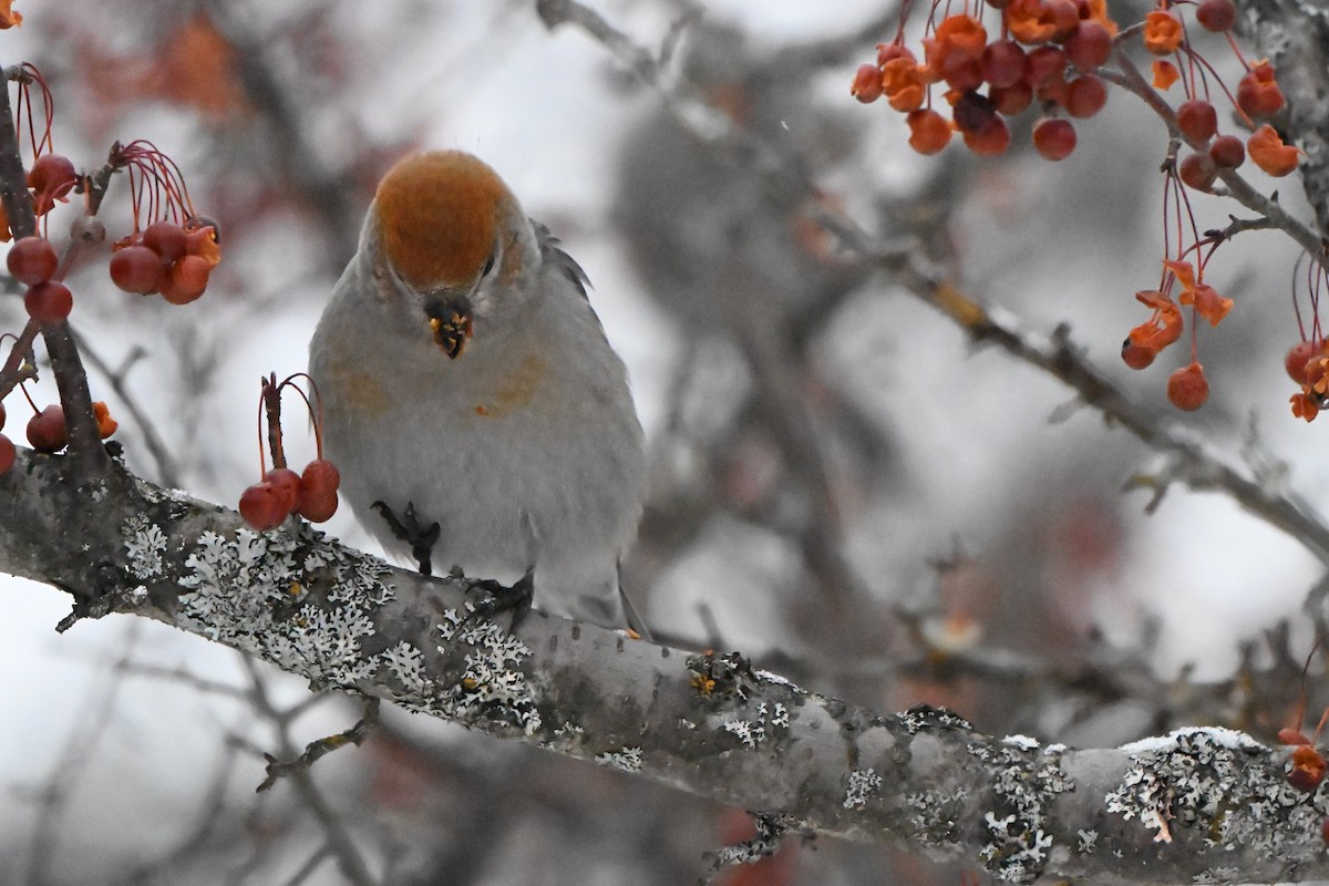 hýl křivčí - ML646491261