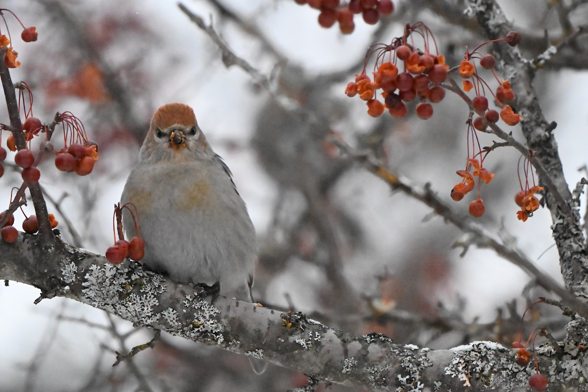 hýl křivčí - ML646491262