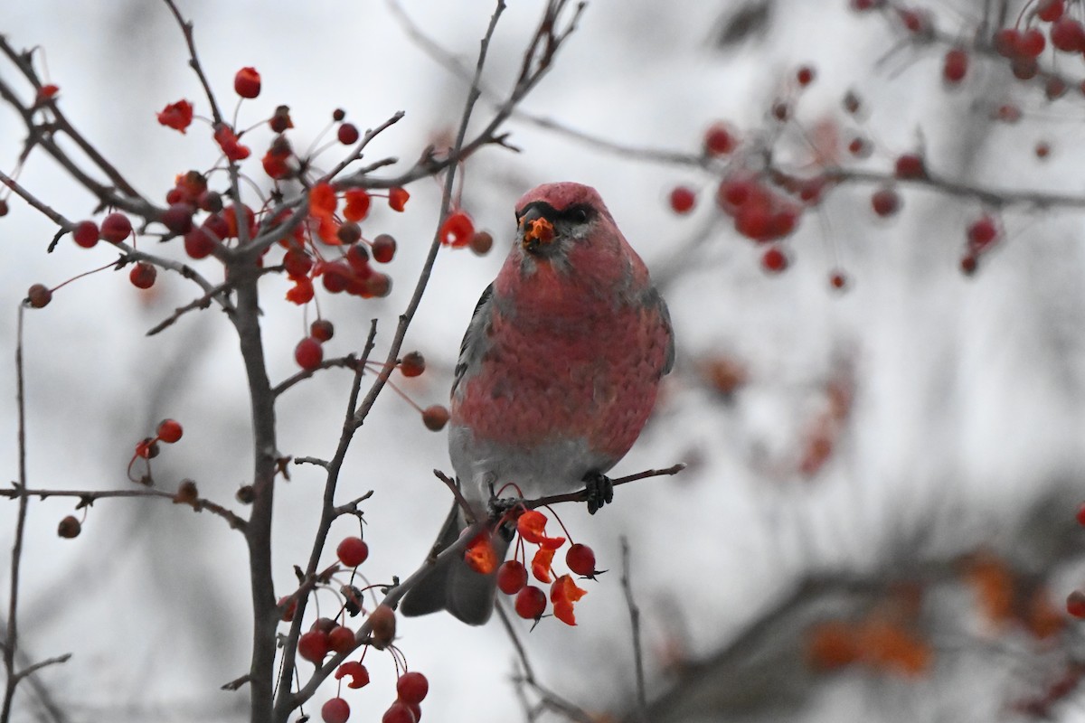 hýl křivčí - ML646491263