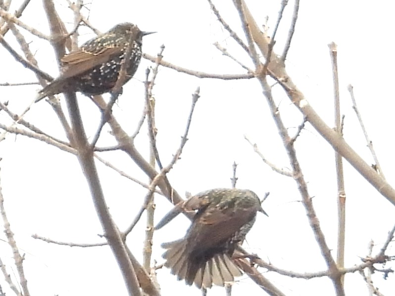 European Starling - ML646491264