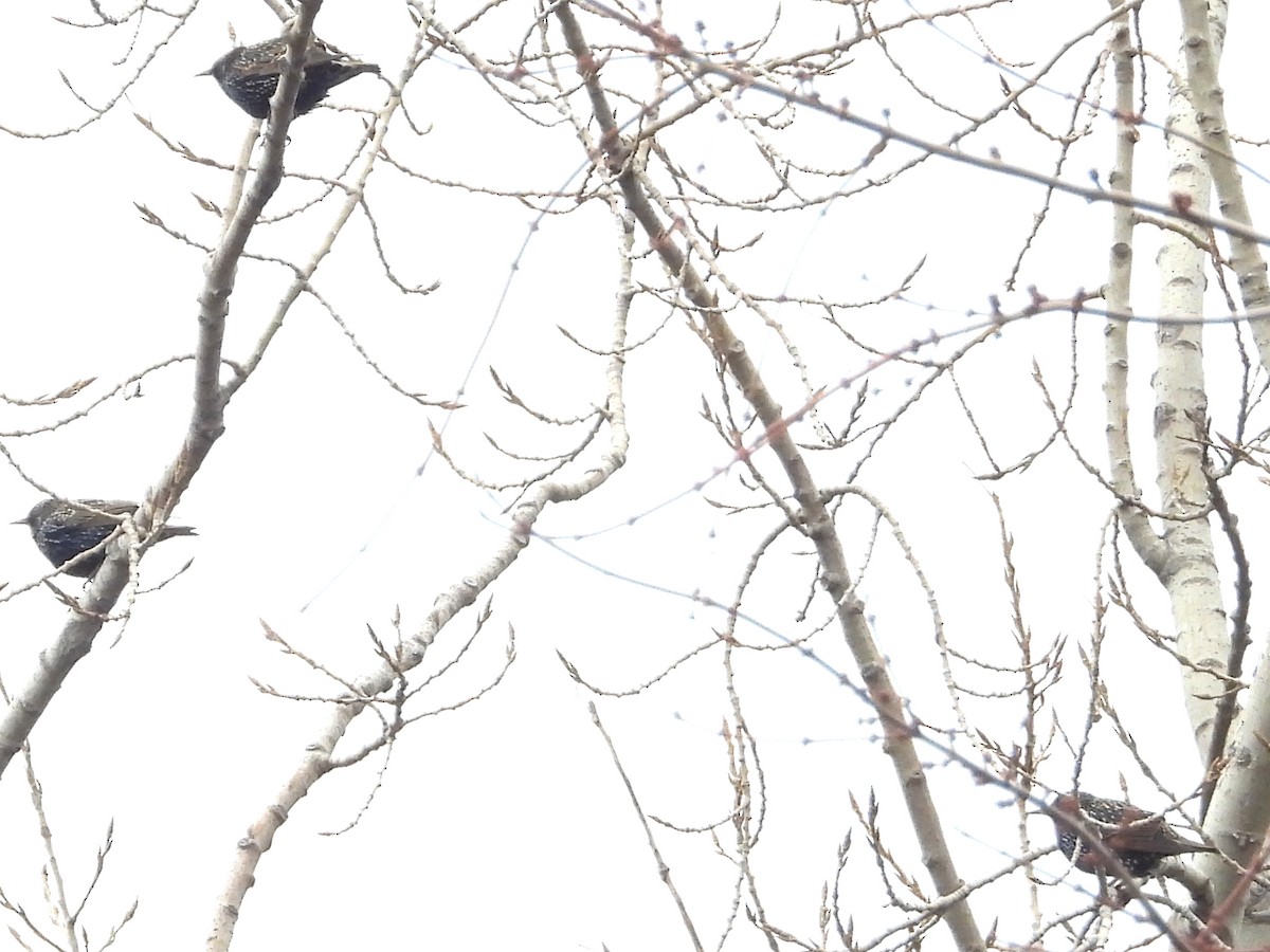 European Starling - ML646491265