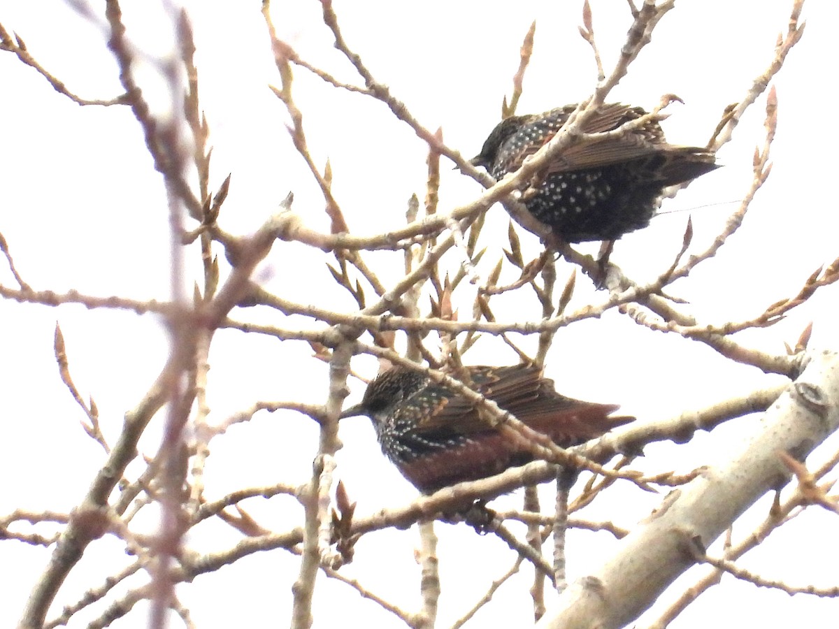 European Starling - ML646491266