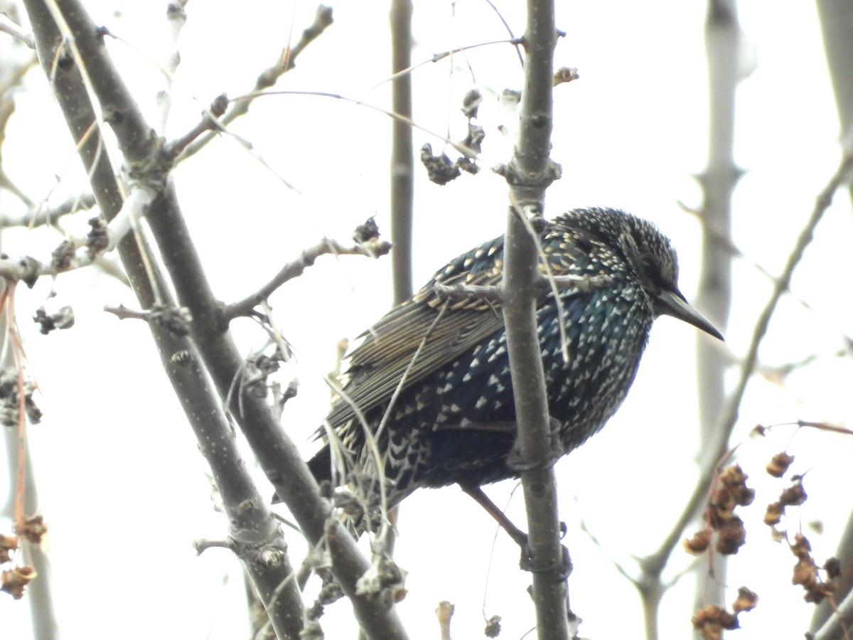 European Starling - ML646491267