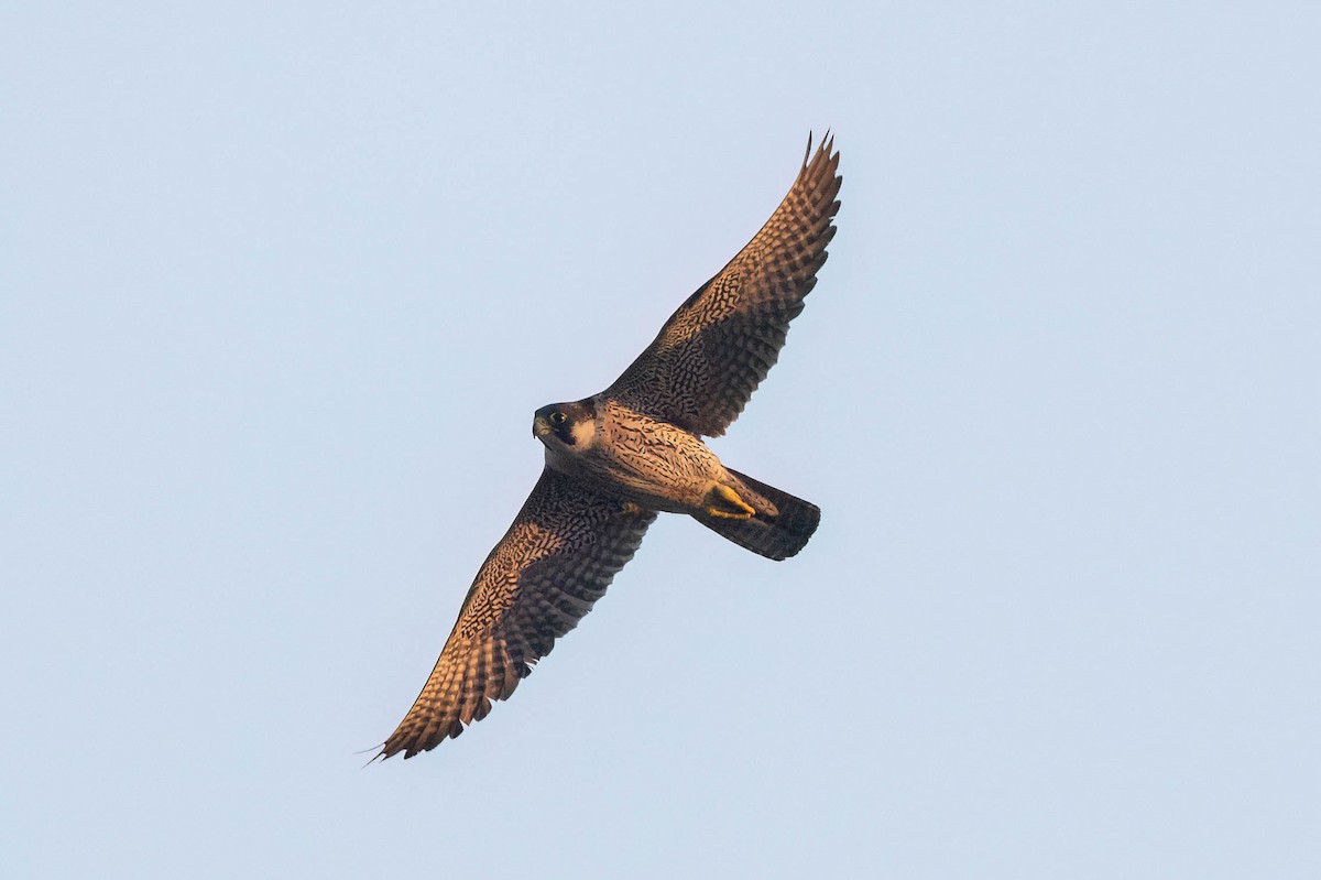 Peregrine Falcon - ML646491269