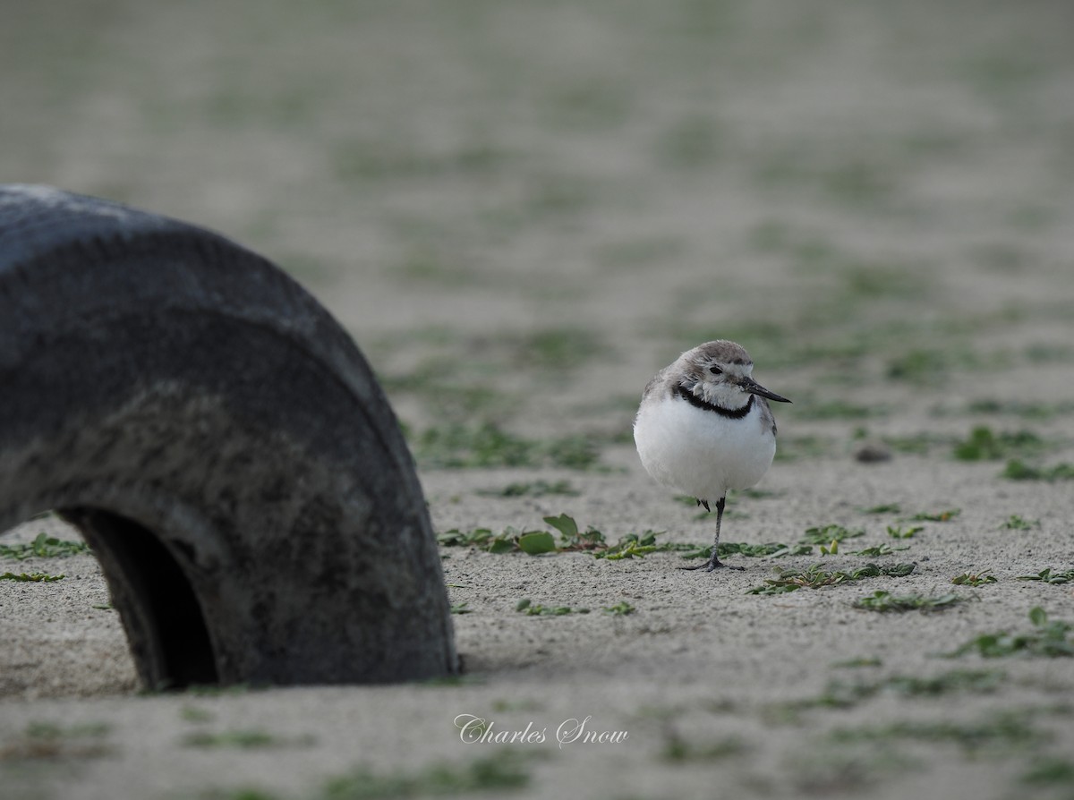 Wrybill - ML646491270