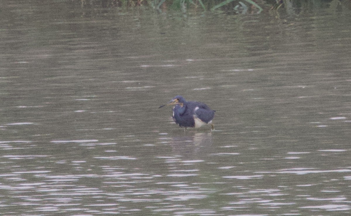 サンショクサギ - ML646491271