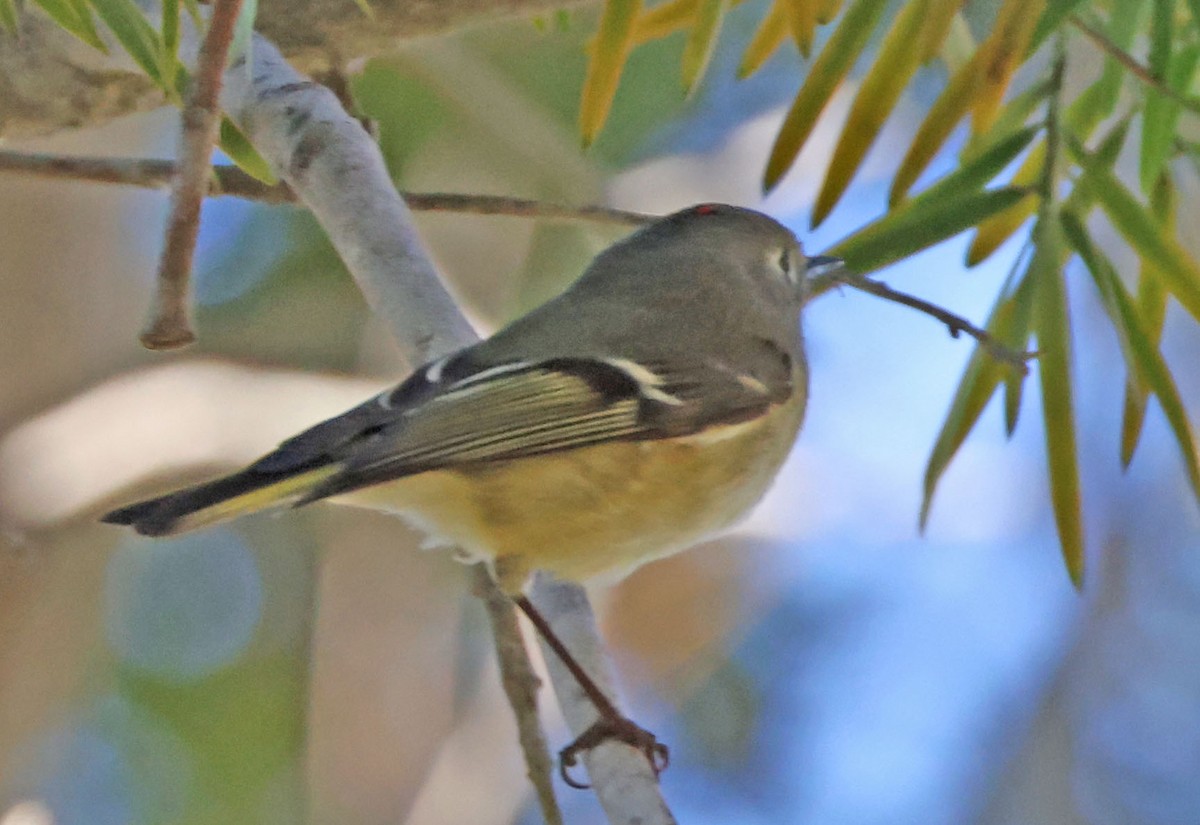 Ruby-crowned Kinglet - ML646491273