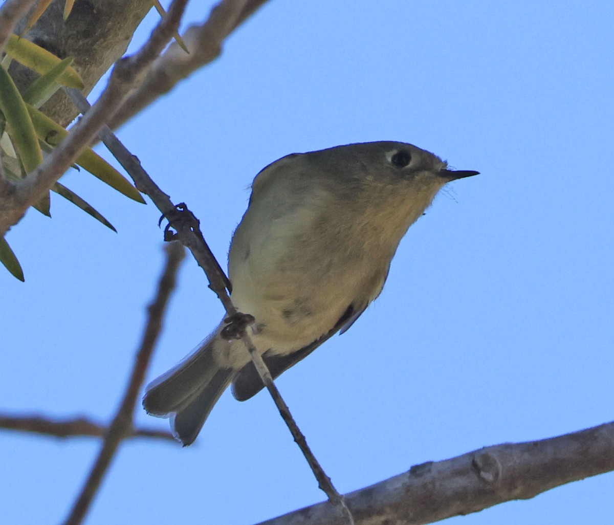 Ruby-crowned Kinglet - ML646491274