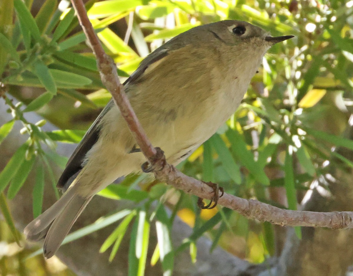 Ruby-crowned Kinglet - ML646491275