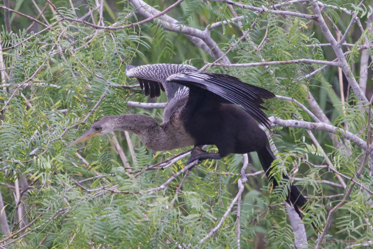 アメリカヘビウ - ML646491276