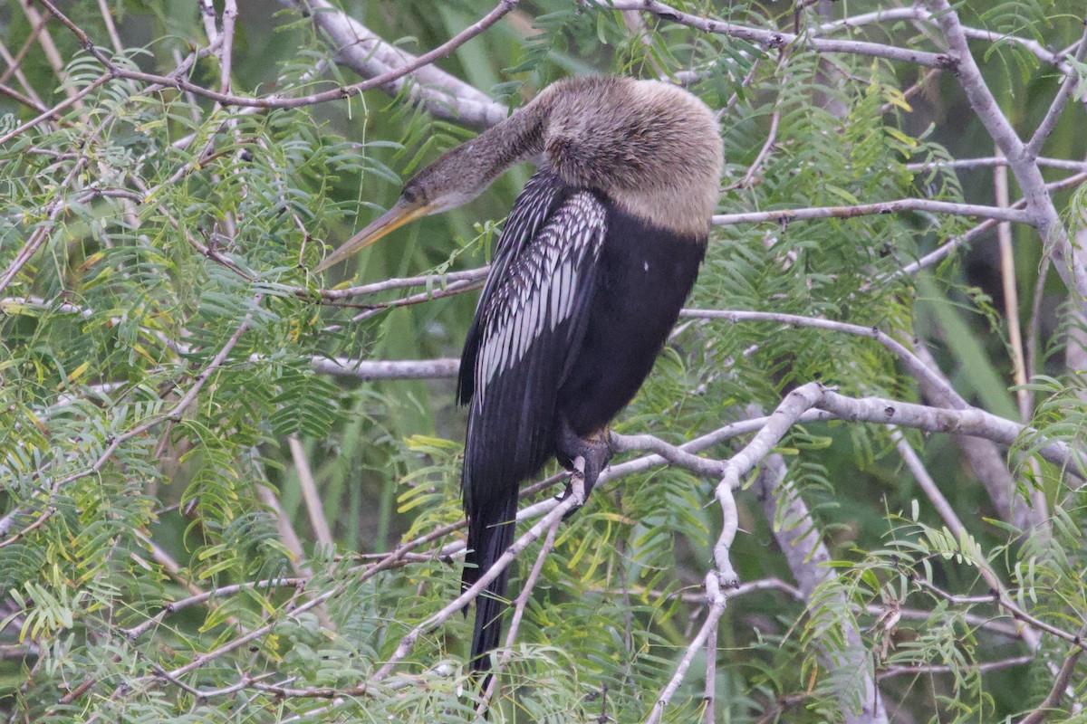 アメリカヘビウ - ML646491277