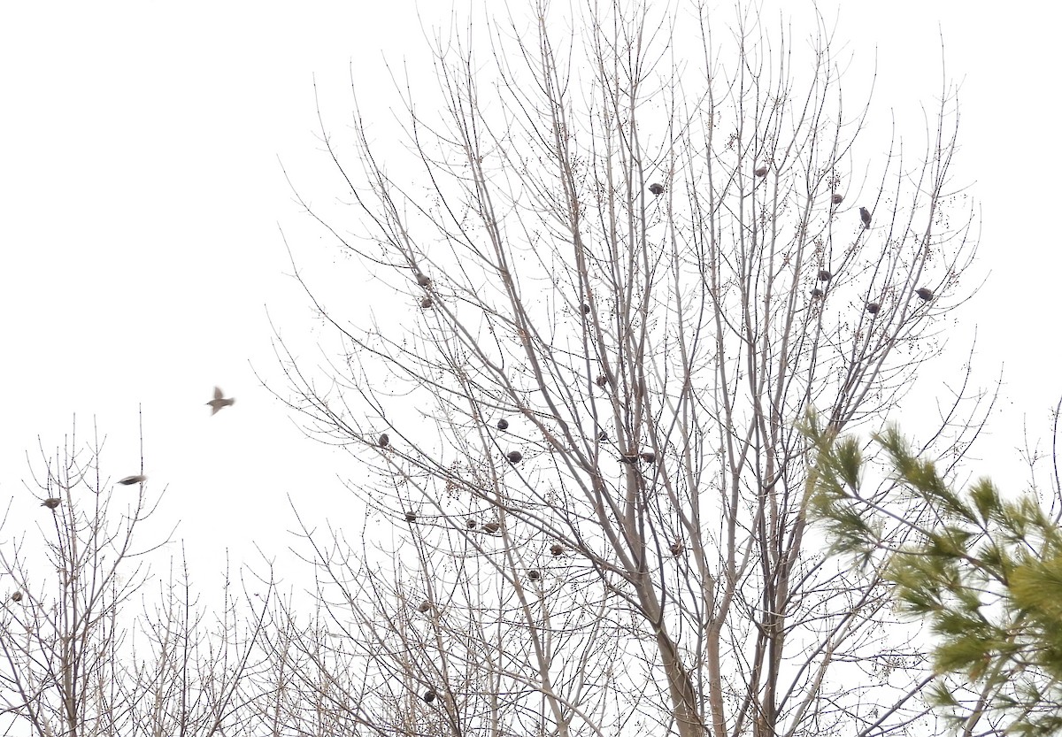 European Starling - ML646491280