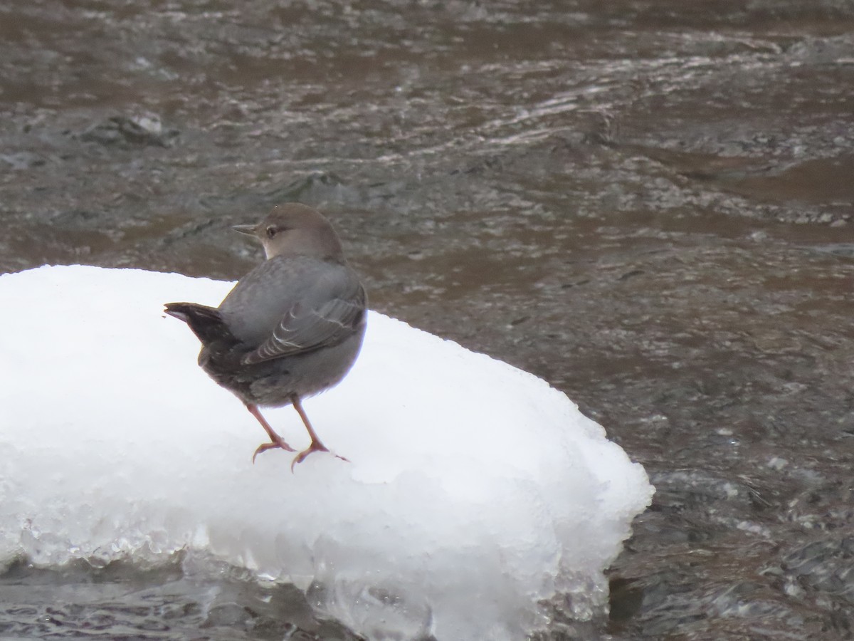 Grauwasseramsel - ML646491281