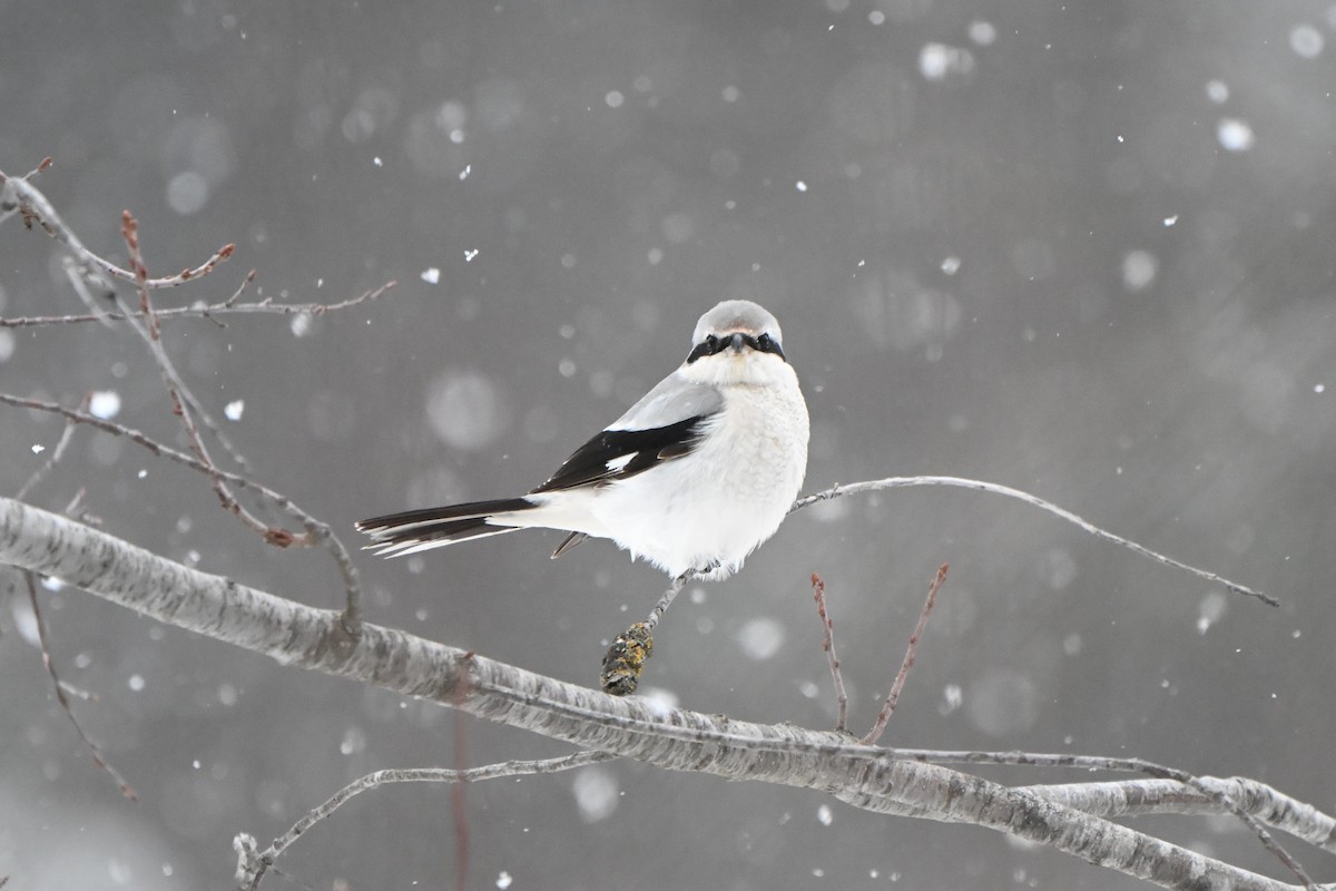 ťuhýk severní - ML646491282