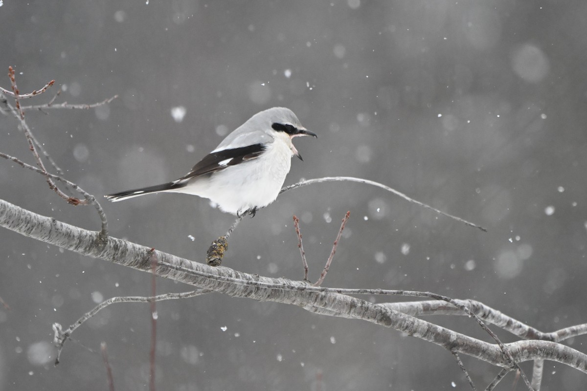 ťuhýk severní - ML646491283