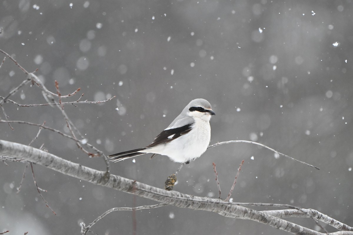 ťuhýk severní - ML646491284