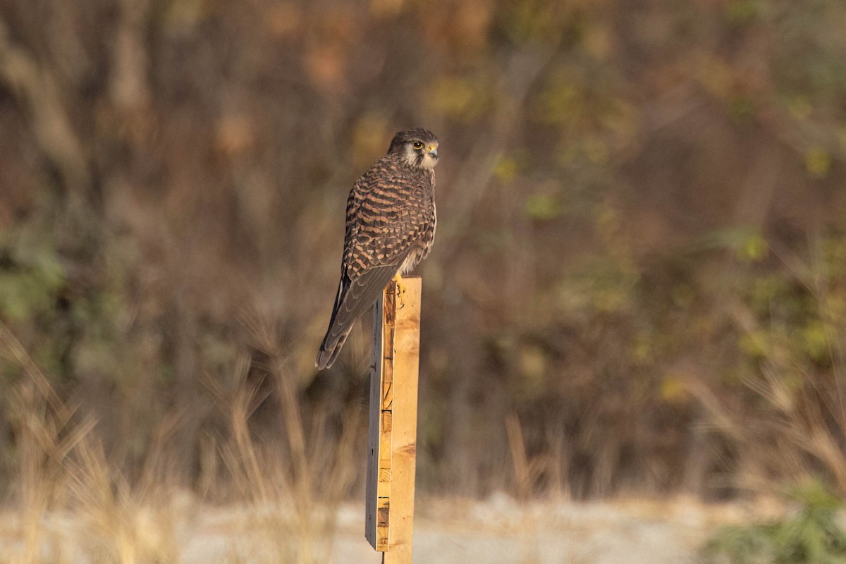 Eurasian Kestrel - ML646491285
