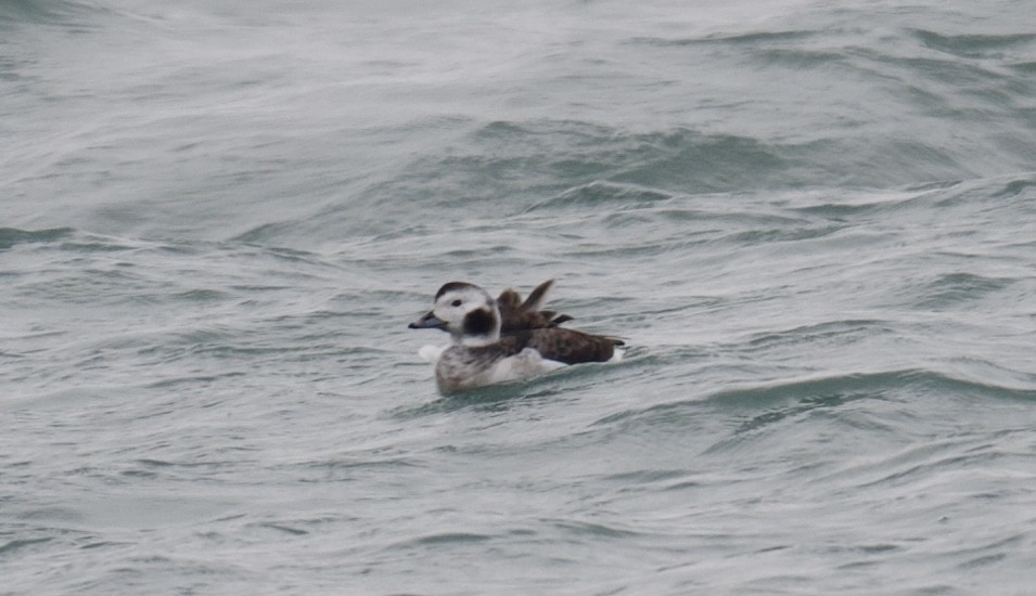 Морянка - ML646491291