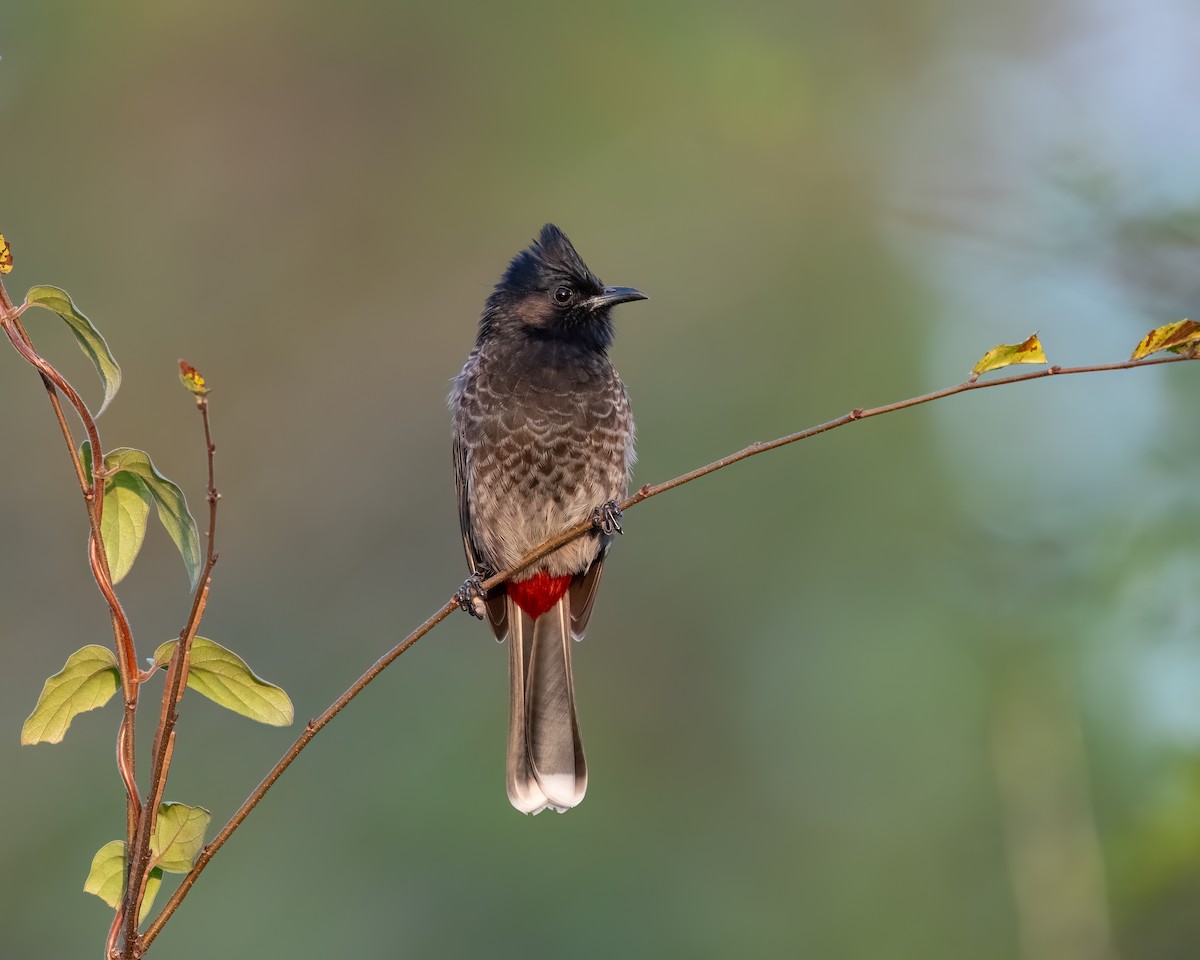 Red-vented Bulbul - ML646491292