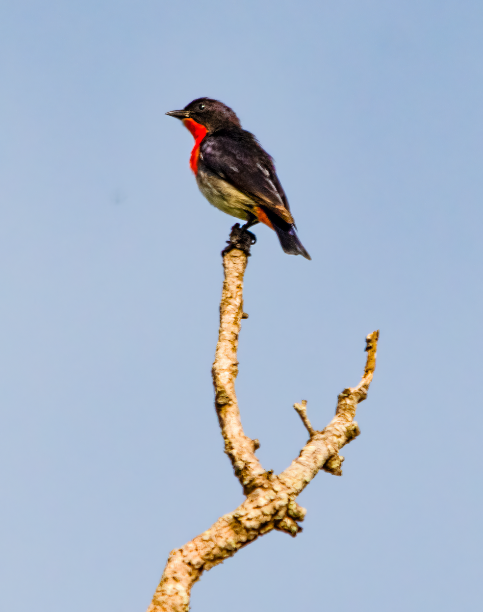 ヤドリギハナドリ - ML646491294