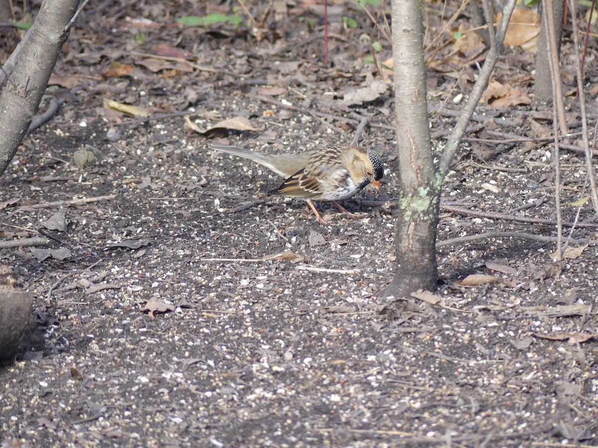 Harris's Sparrow - ML646491297