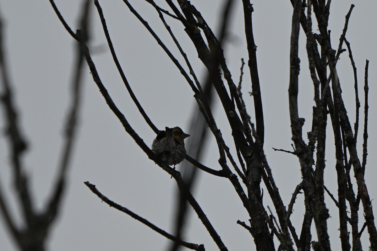 hýl rudokorunkatý - ML646491298