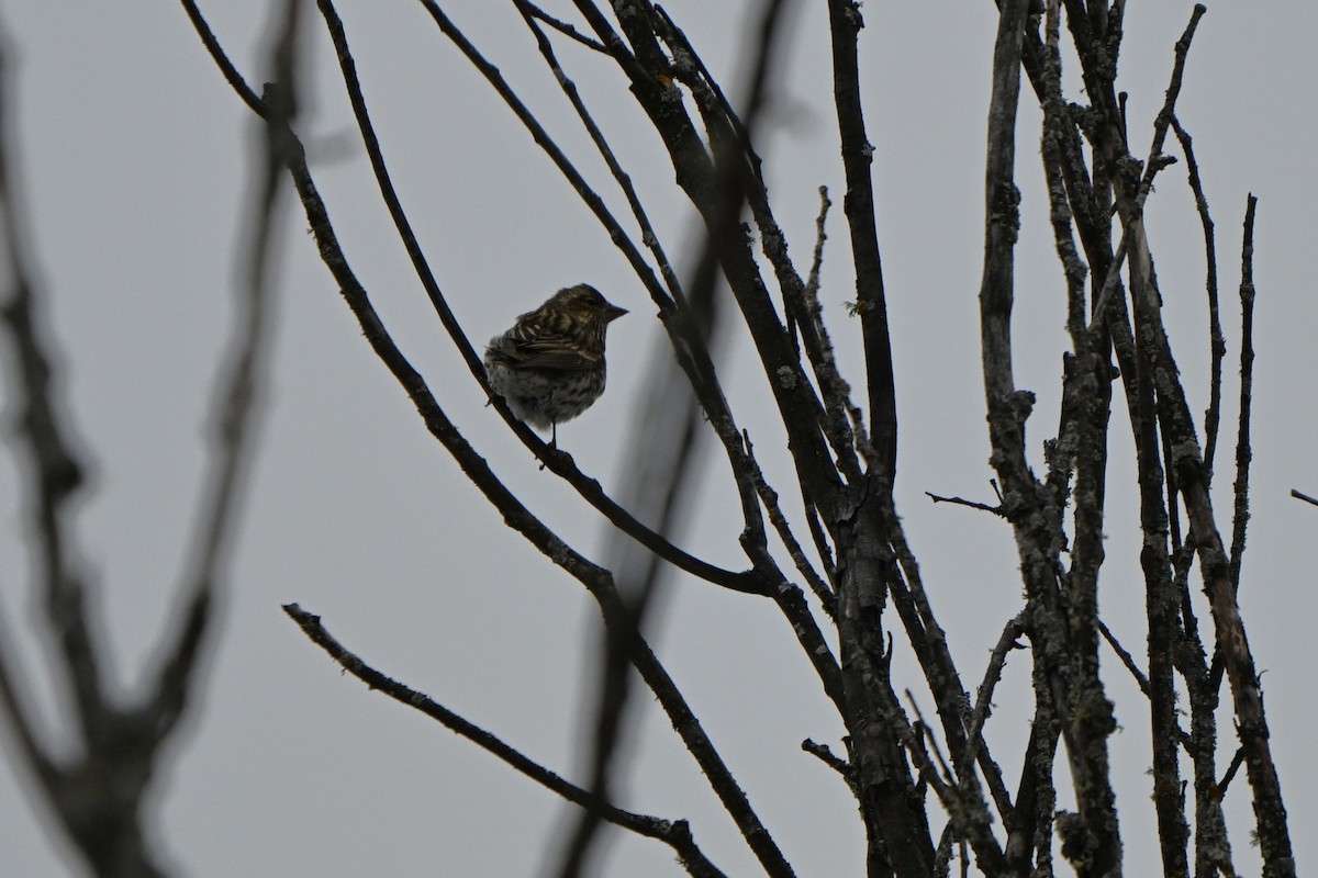 hýl rudokorunkatý - ML646491299