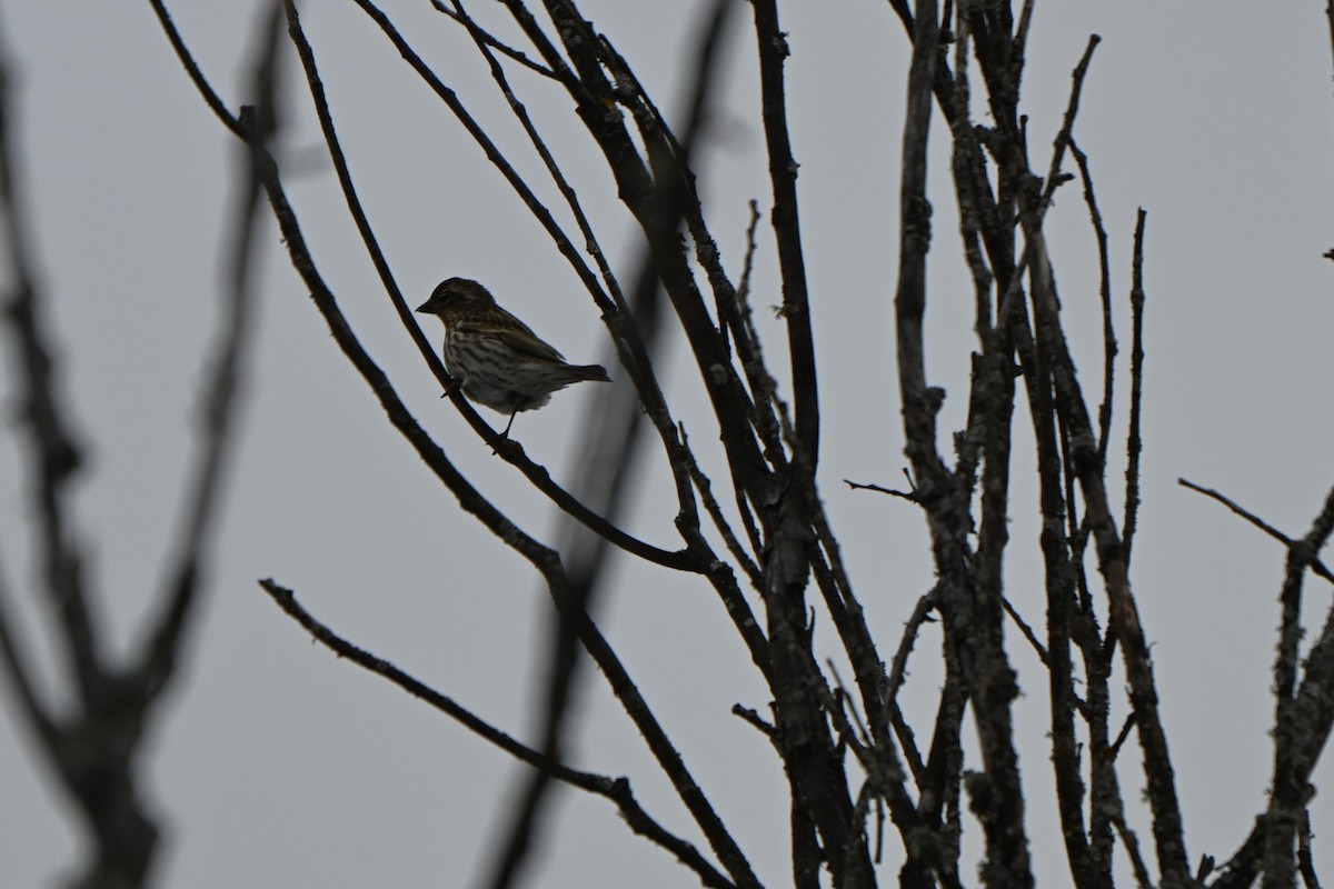 hýl rudokorunkatý - ML646491301