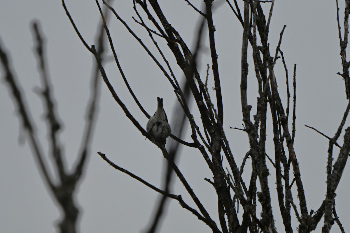 hýl rudokorunkatý - ML646491302