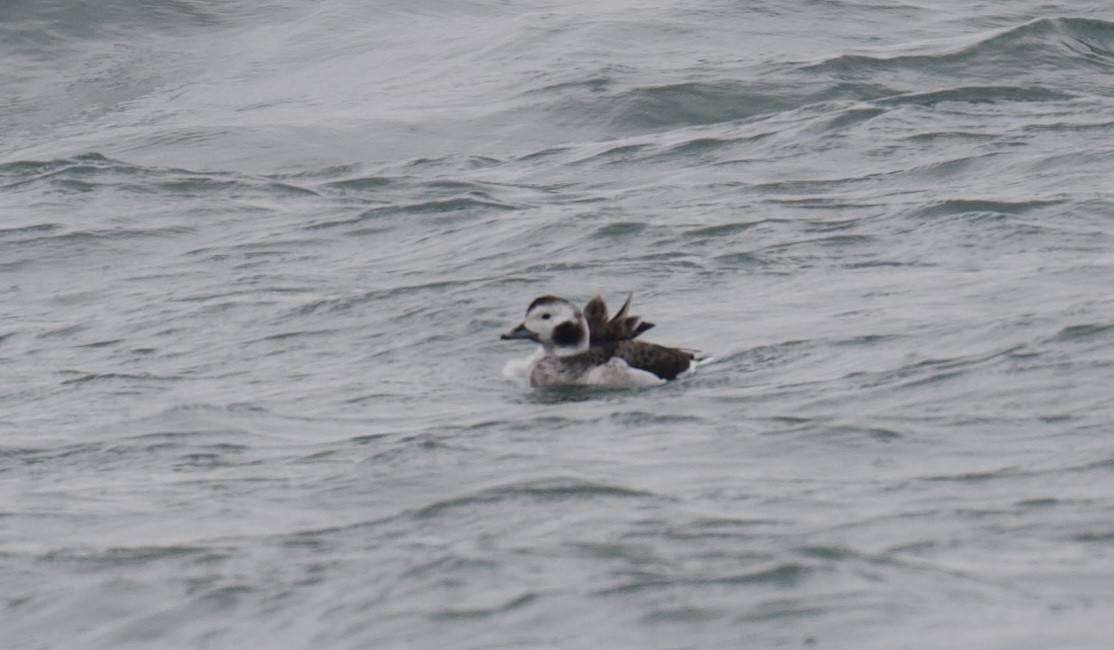 Морянка - ML646491309