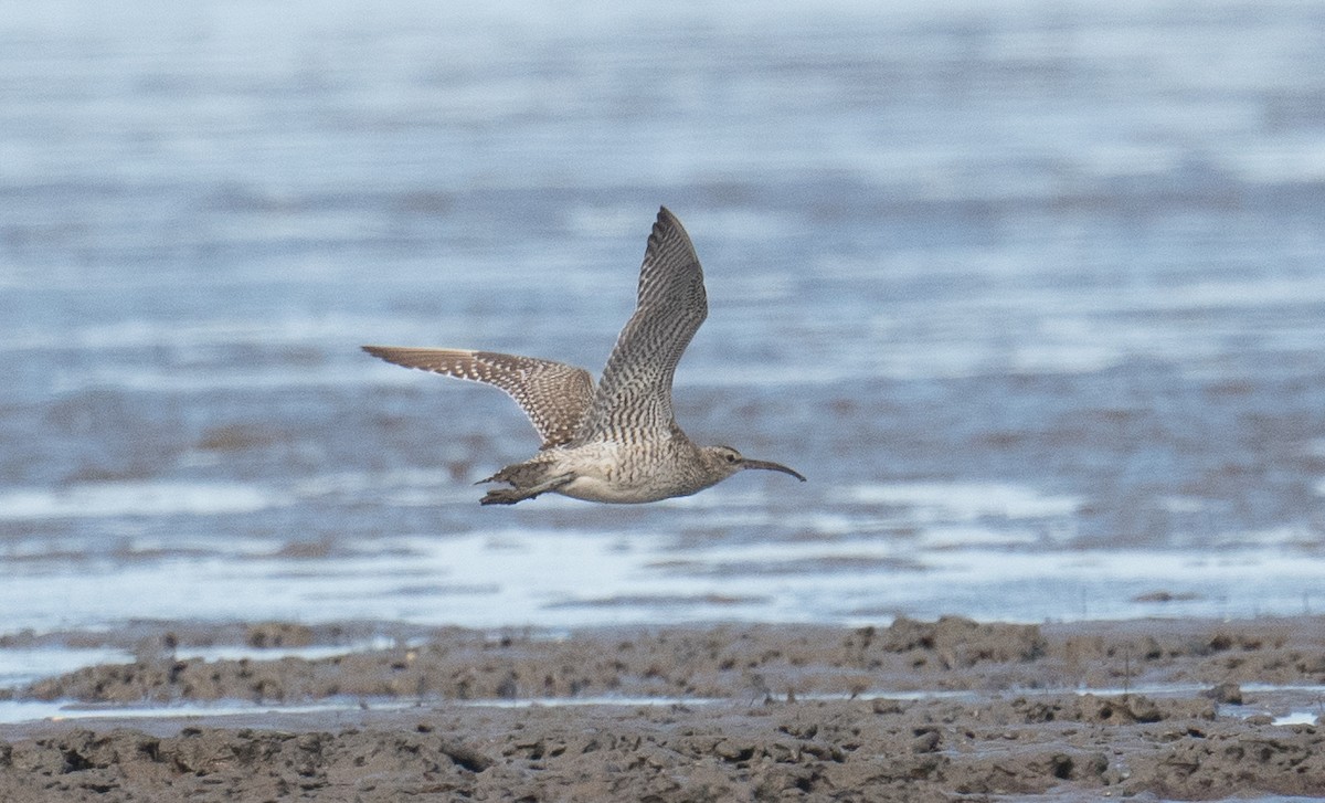 Chiurlo piccolo - ML646491312