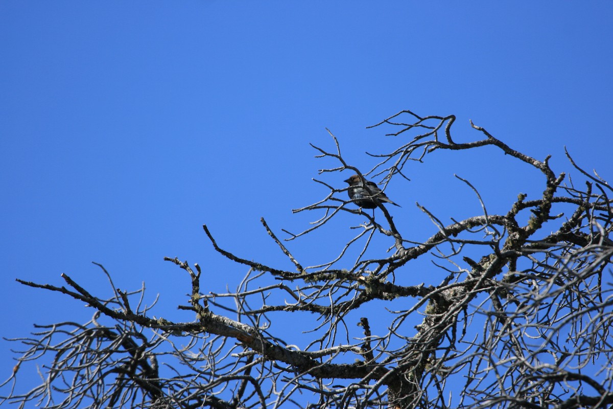 Braunkopf-Kuhstärling - ML646491313