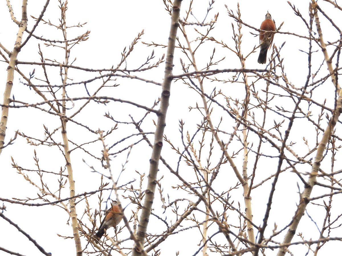 American Robin - ML646491314