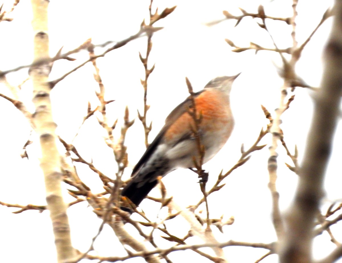 American Robin - ML646491315