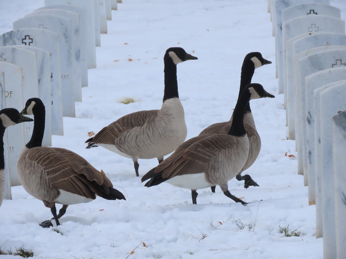 Kanadagans - ML646491320