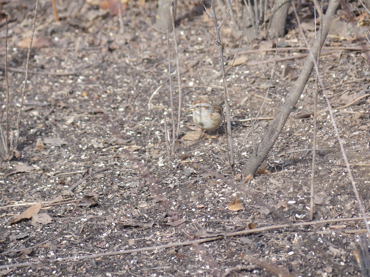 American Tree Sparrow - ML646491321