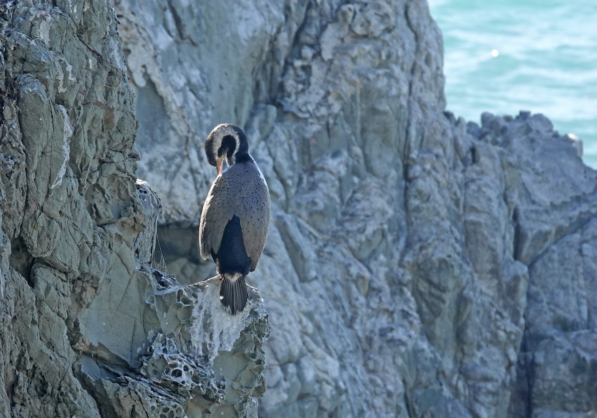 Spotted Shag - ML646491322
