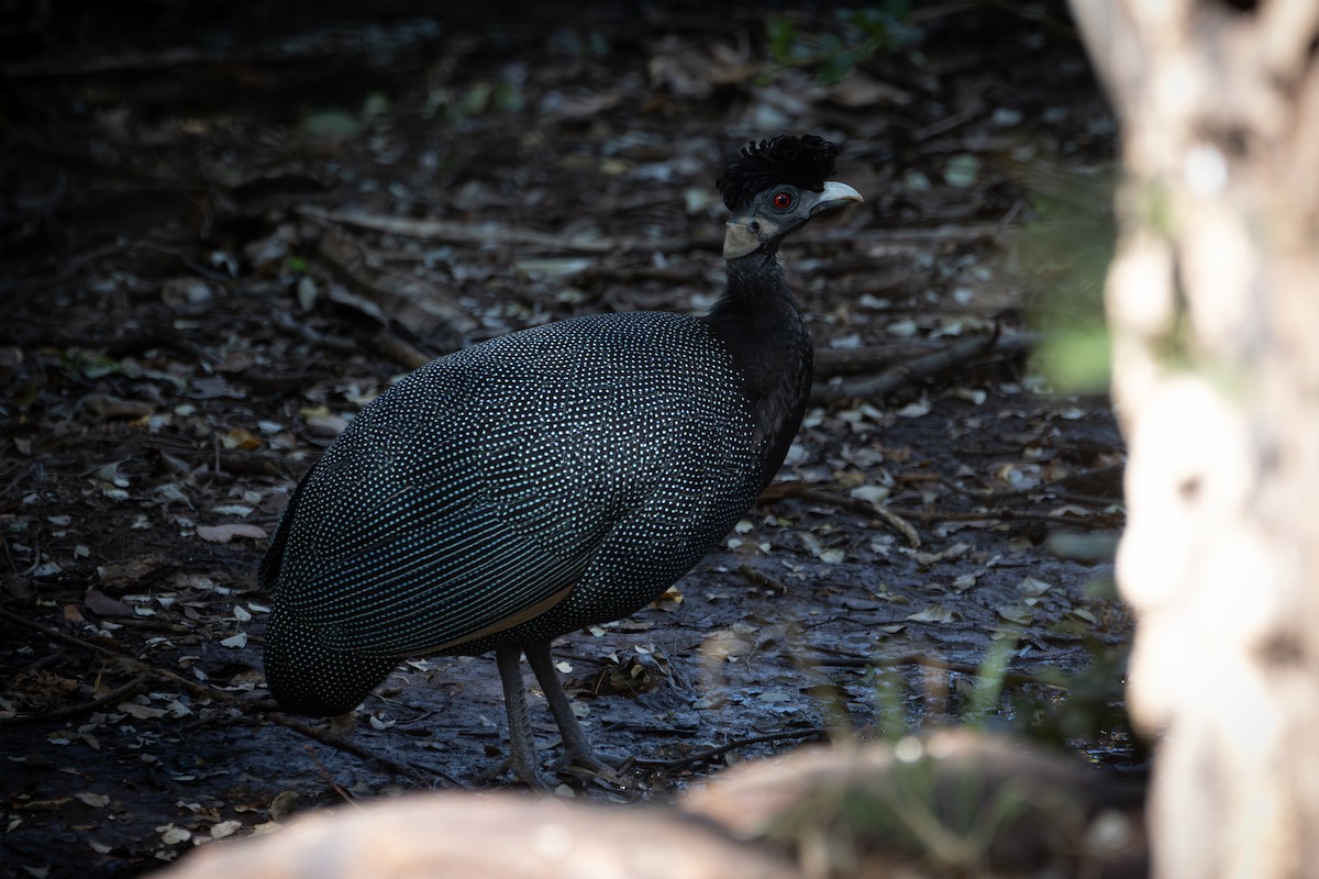 Southern Crested Guineafowl - ML646491323