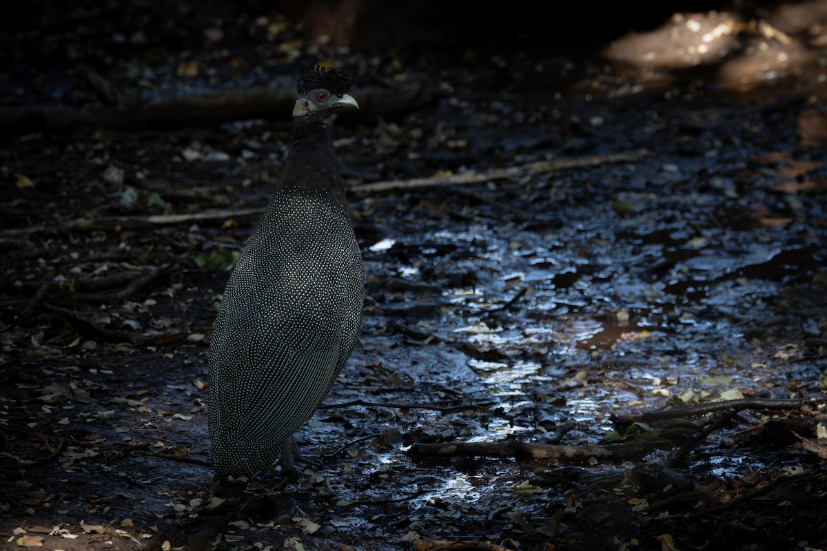 Southern Crested Guineafowl - ML646491324