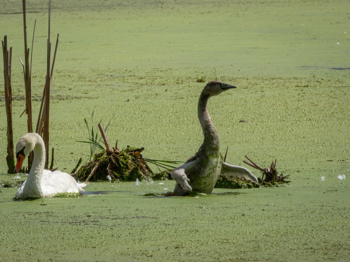 Лебідь-шипун - ML646491325